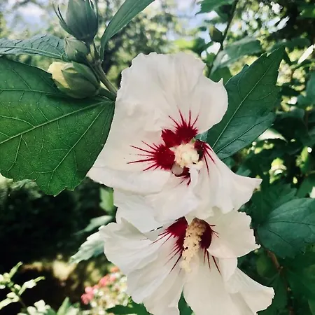 Mit Separaten Schlafmoeglichkeiten, Zentral Gelegen Appartement *